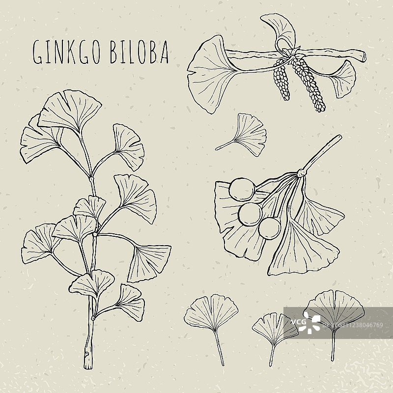 银杏树枝叶素材合集图片素材