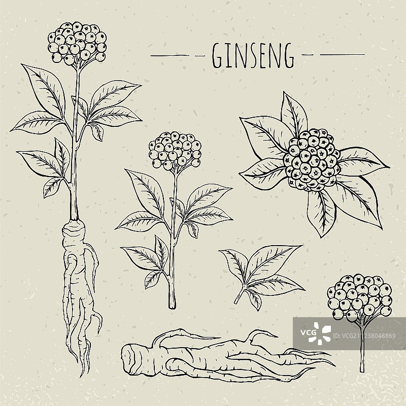 医学植物人参图片素材