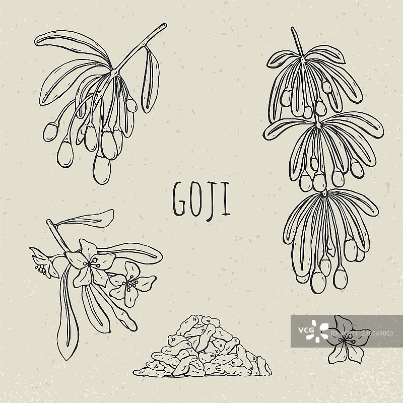 手绘树枝枸杞集合图片素材