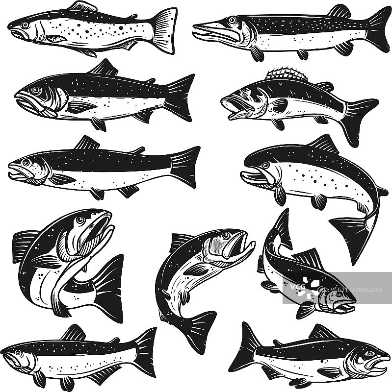 大型鱼类设计合集：梭子鱼、鲑鱼、鳟鱼、鲈鱼图片素材
