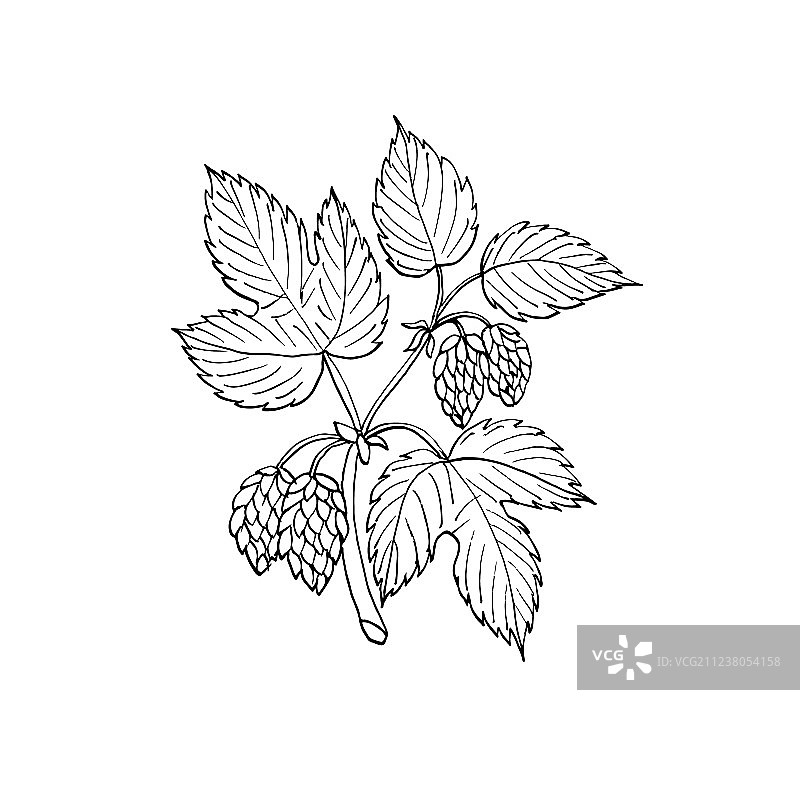 普通啤酒花枝图片素材