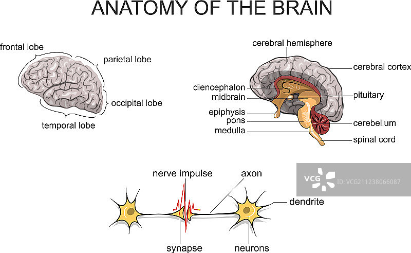 大脑解剖结构图片素材