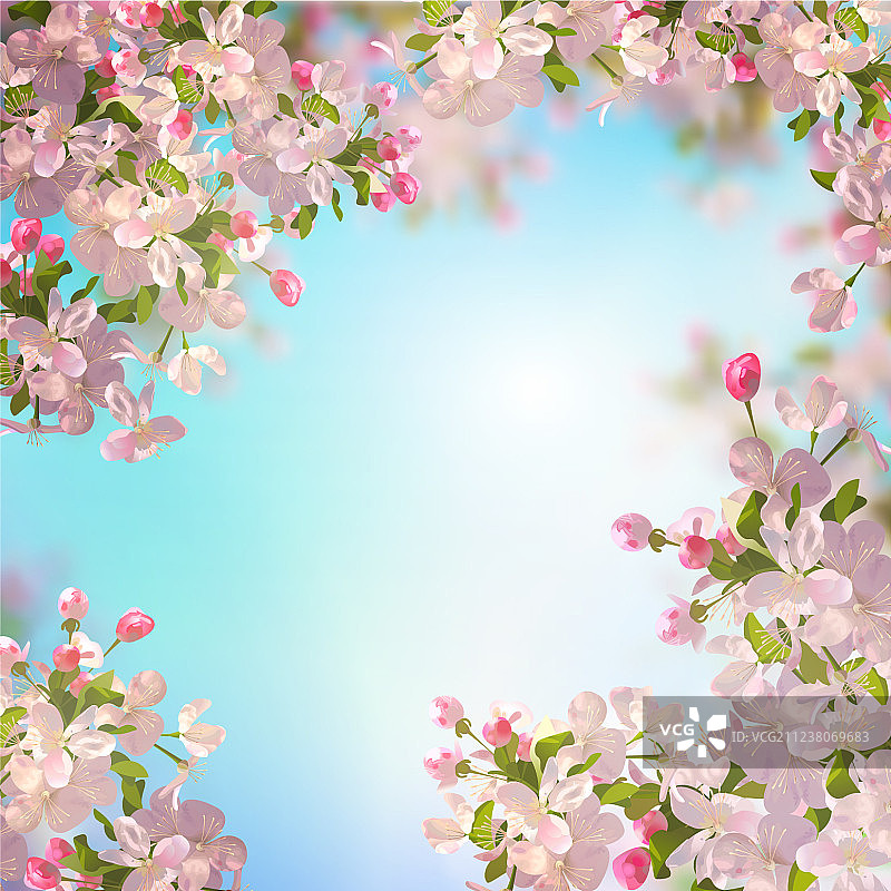 春天苹果花图片素材