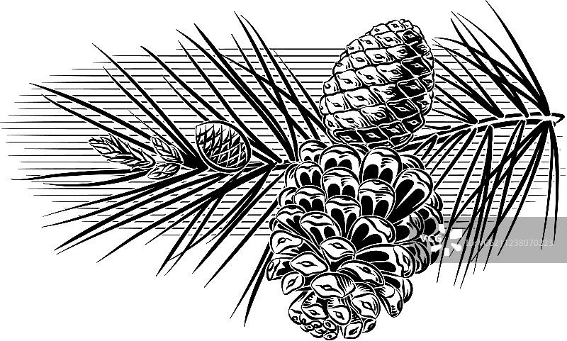 带有松果的松树枝图片素材