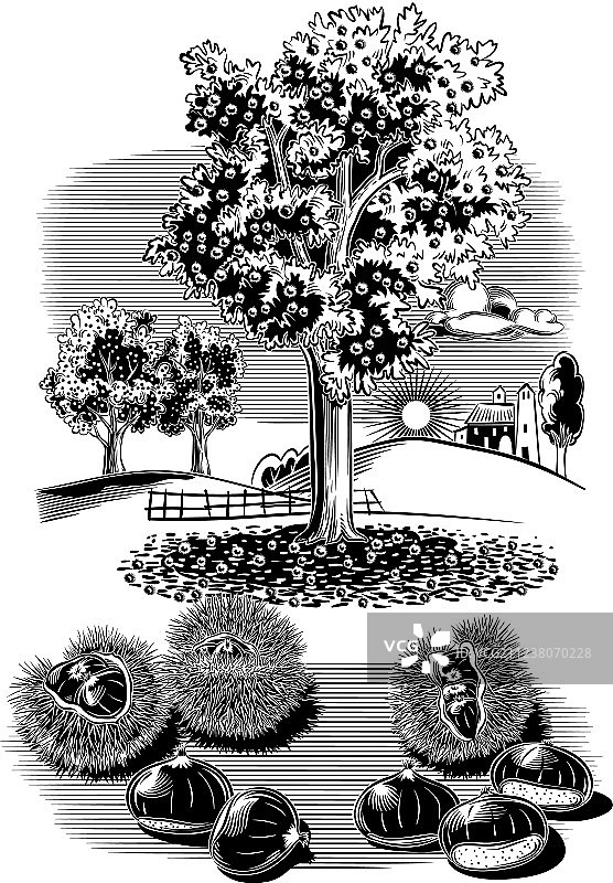 栗子中的一些栗子海胆图片素材