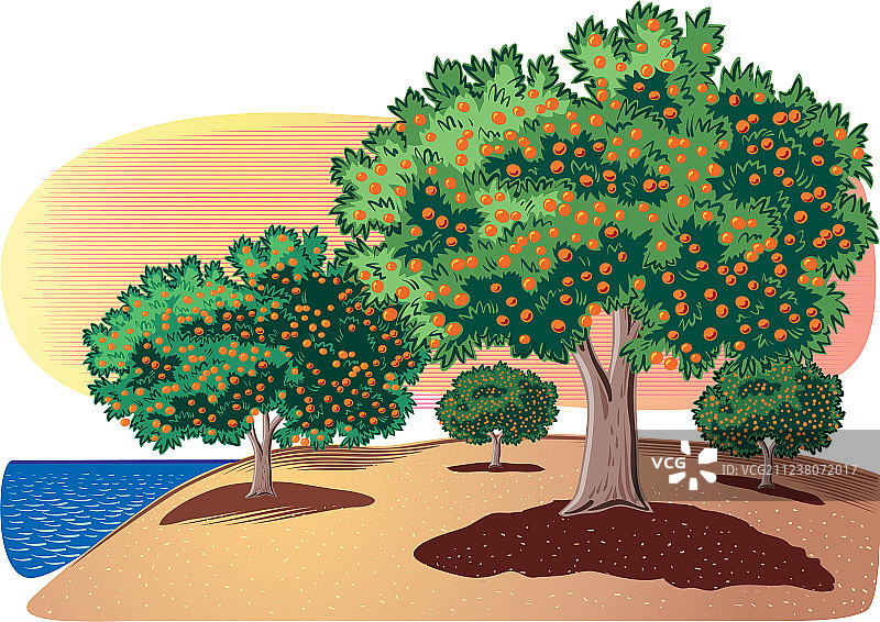 海边柑橘园图片素材