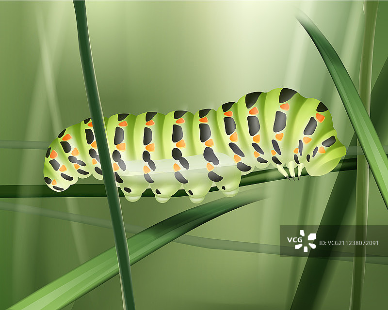 绿色的燕尾蝶毛虫图片素材