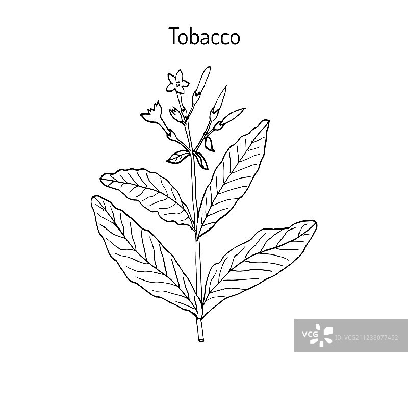 手绘烟草植物图片素材