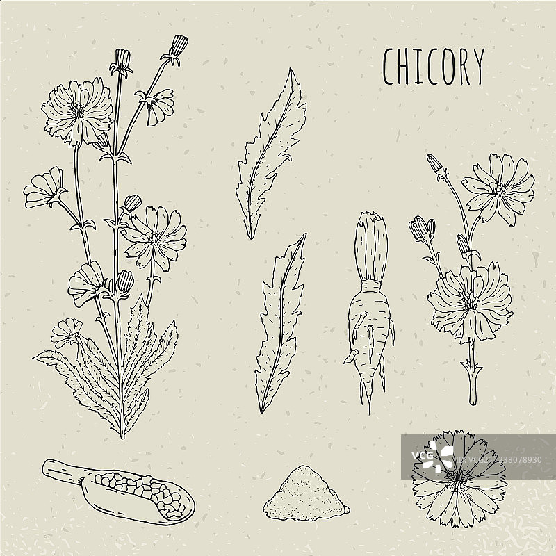 分离的药用植物菊苣图片素材