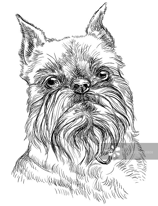 布鲁塞尔格里芬犬肖像图片素材