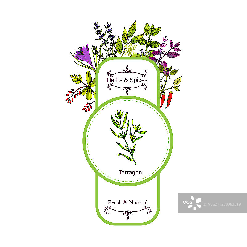 复古草药和香料标签合集图片素材
