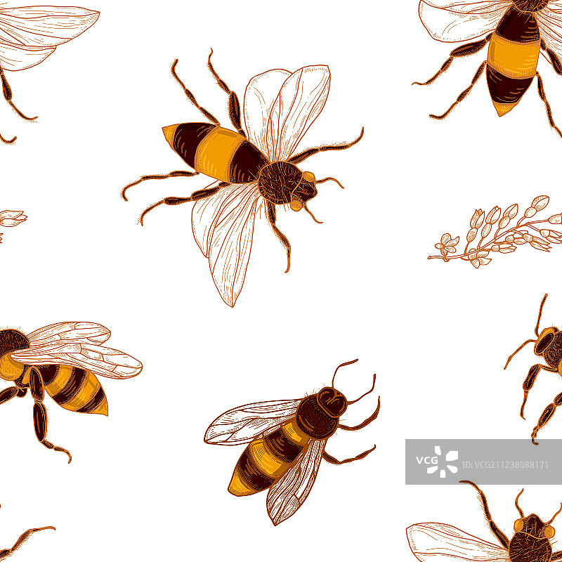 蜜蜂和金合欢植物无缝图案图片素材