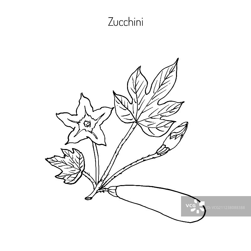 西葫芦植株图片素材