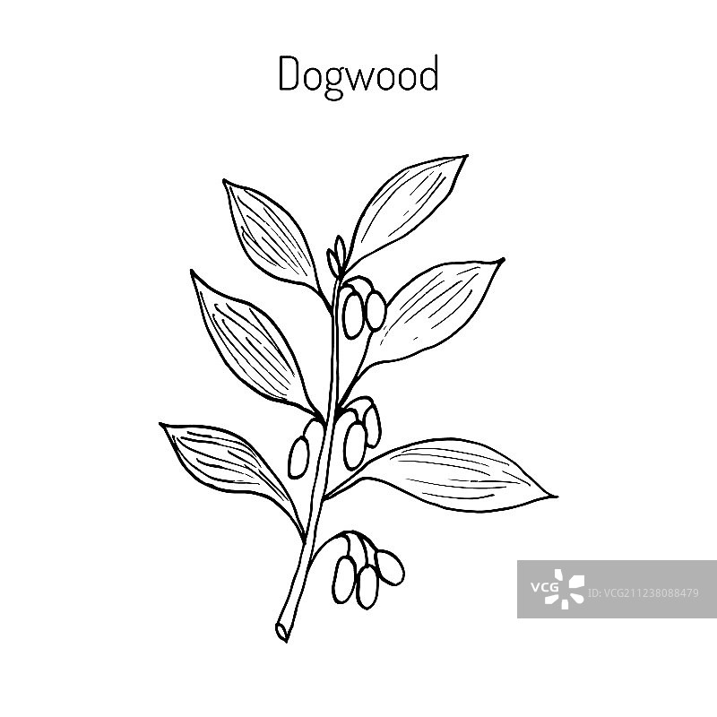 山茱萸植物的树枝图片素材