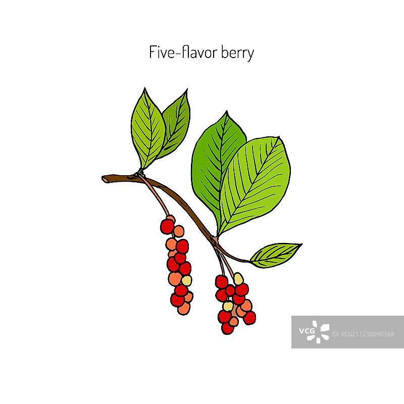 带五味子浆果的树枝图片素材