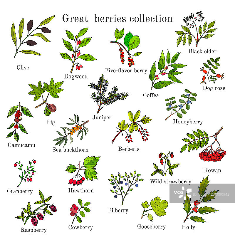 手绘浆果植物复古合集图片素材