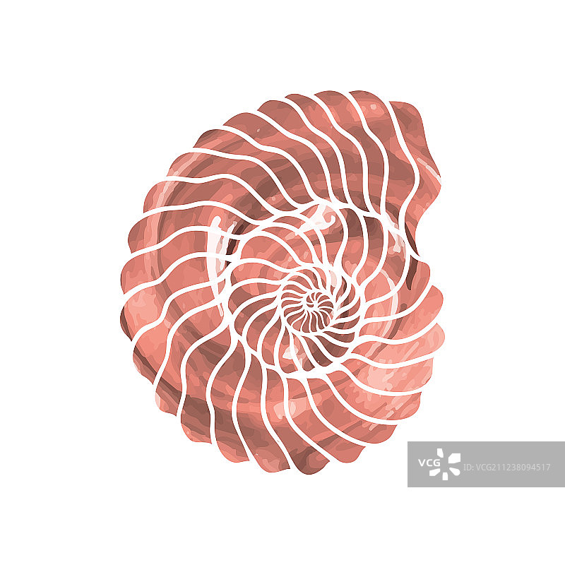 圆形海螺图案图片素材