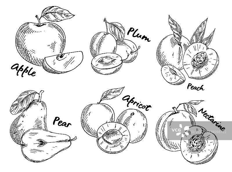 苹果、李子、梨和杏的素描图片素材