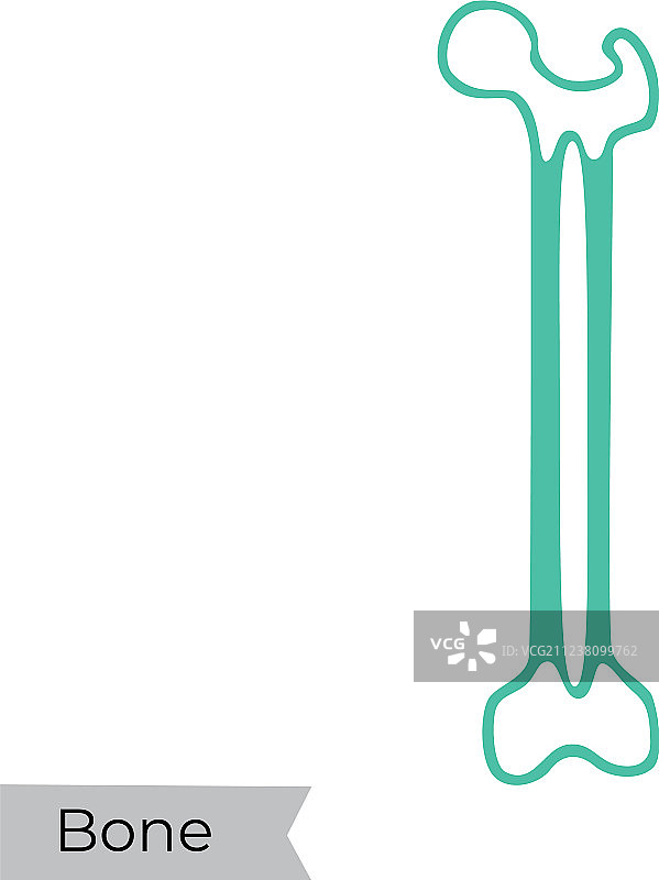 骨髓图片素材