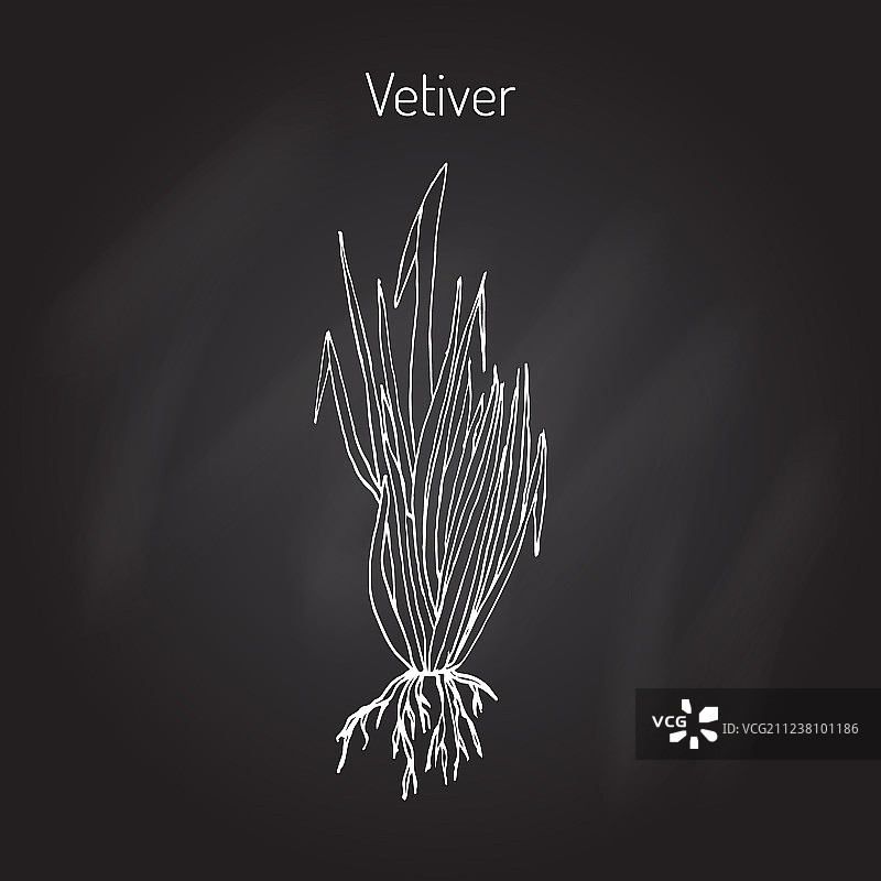 香根草香料植物图片素材