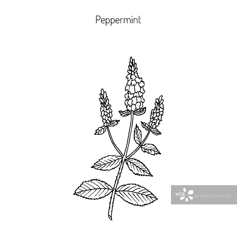 薄荷叶和花朵图片素材