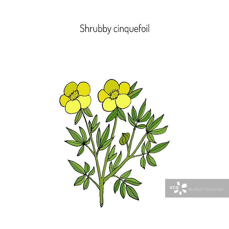 委陵菜植物图片素材