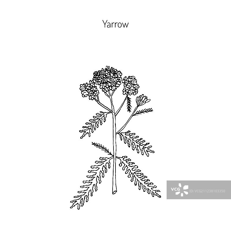 蓍草或药用植物图片素材