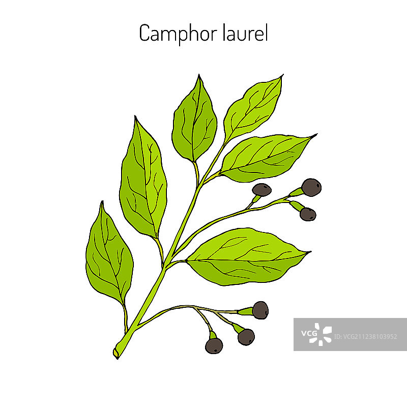 樟树药用植物图片素材
