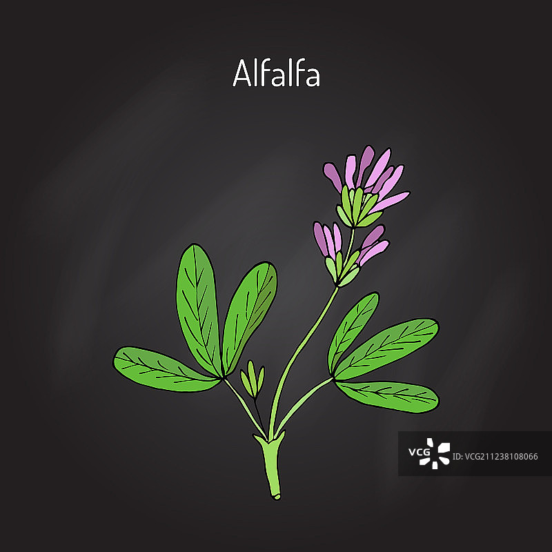 苜蓿图片素材