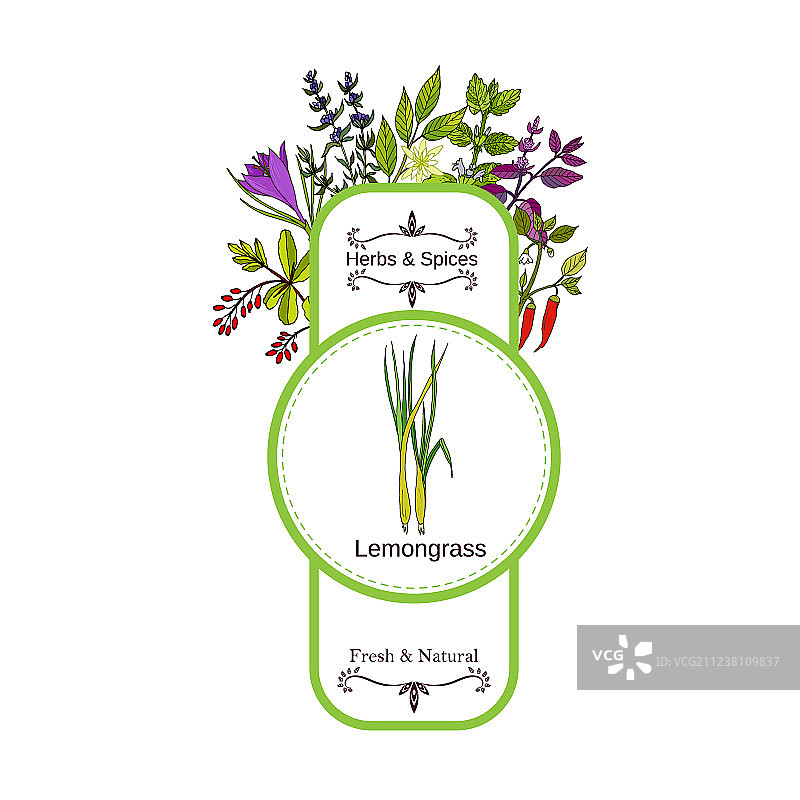 复古草药和香料标签合集图片素材