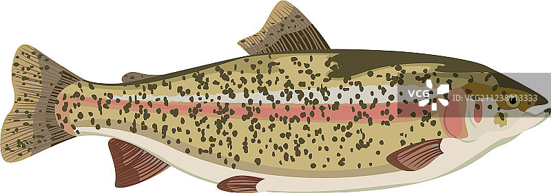 虹鳟鱼卡通图片素材