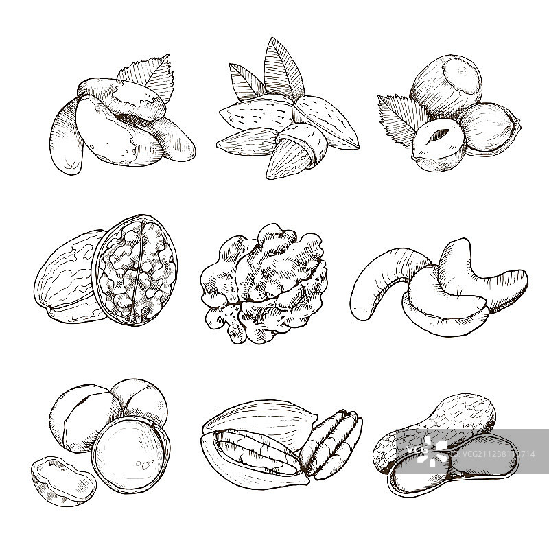 坚果合集图片素材