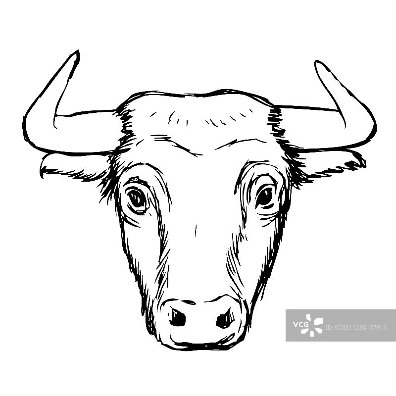 手绘公牛素描图片素材