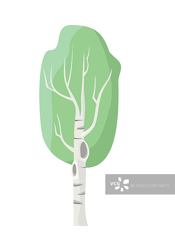 绿叶桦树图片素材