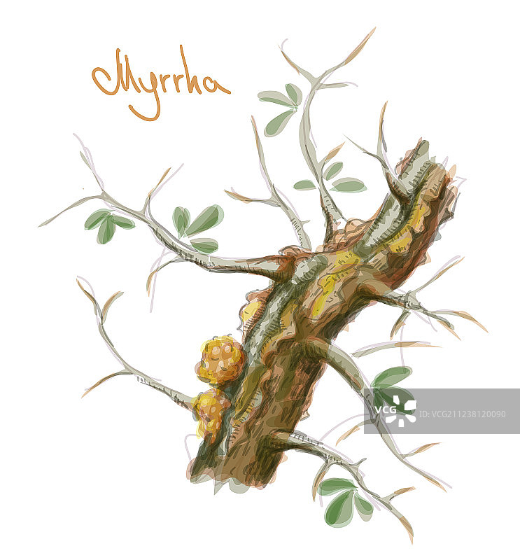 没药树与树脂水彩画图片素材