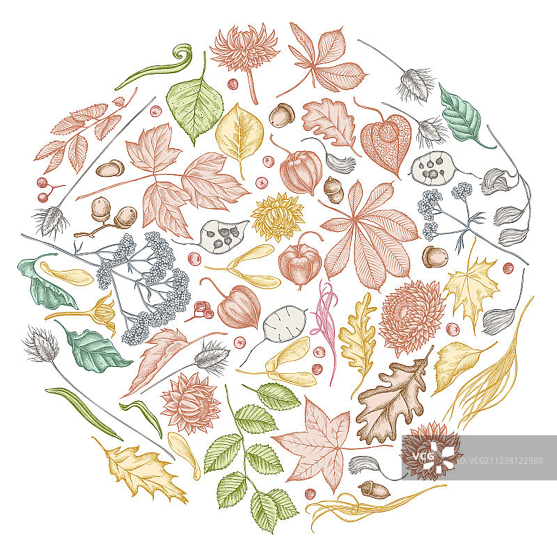 带有淡彩花楸浆果的圆形设计图片素材