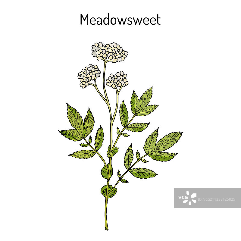 绣线菊药用植物图片素材