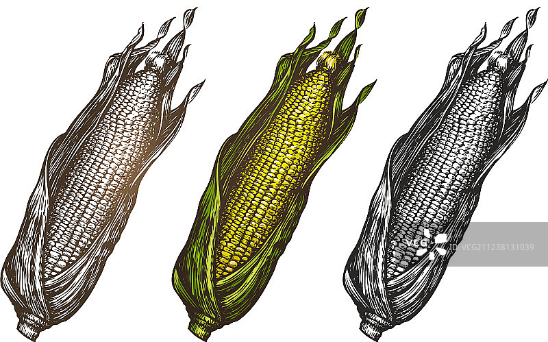 手绘玉米食品草图图片素材