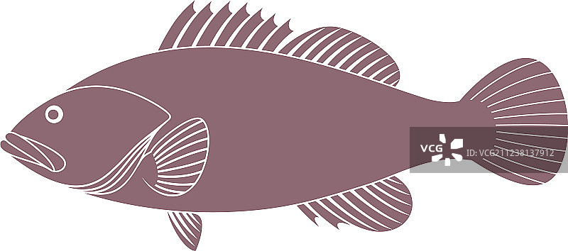 石斑鱼图片素材