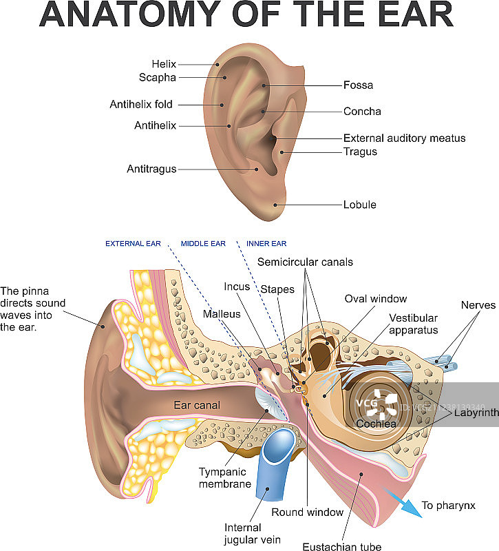 耳朵的解剖结构图片素材