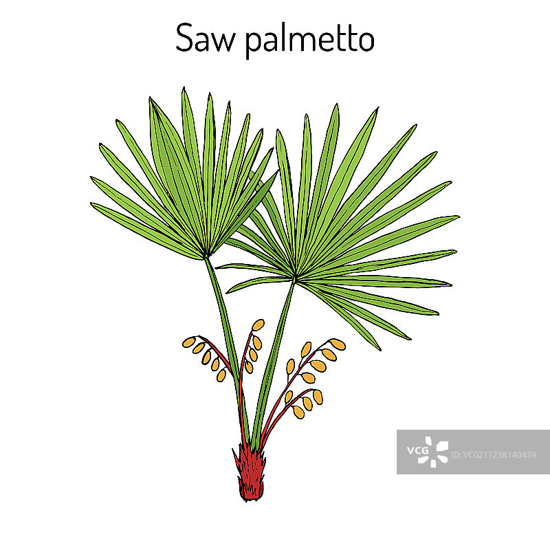 锯棕榈药用树图片素材