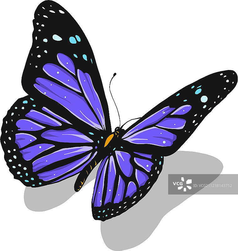 美丽的彩色蝴蝶图片素材