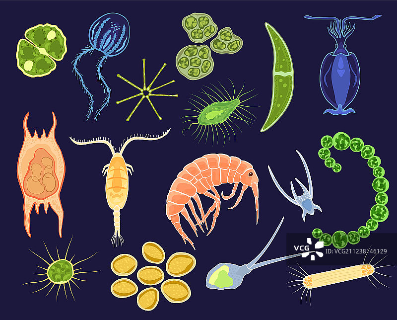 浮游生物水生浮游植物图片素材