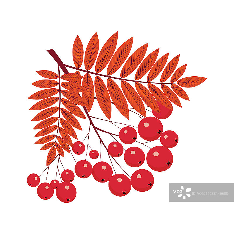 白色地面上的欧洲花楸图片素材