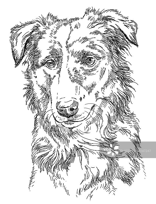 边境牧羊犬图片素材