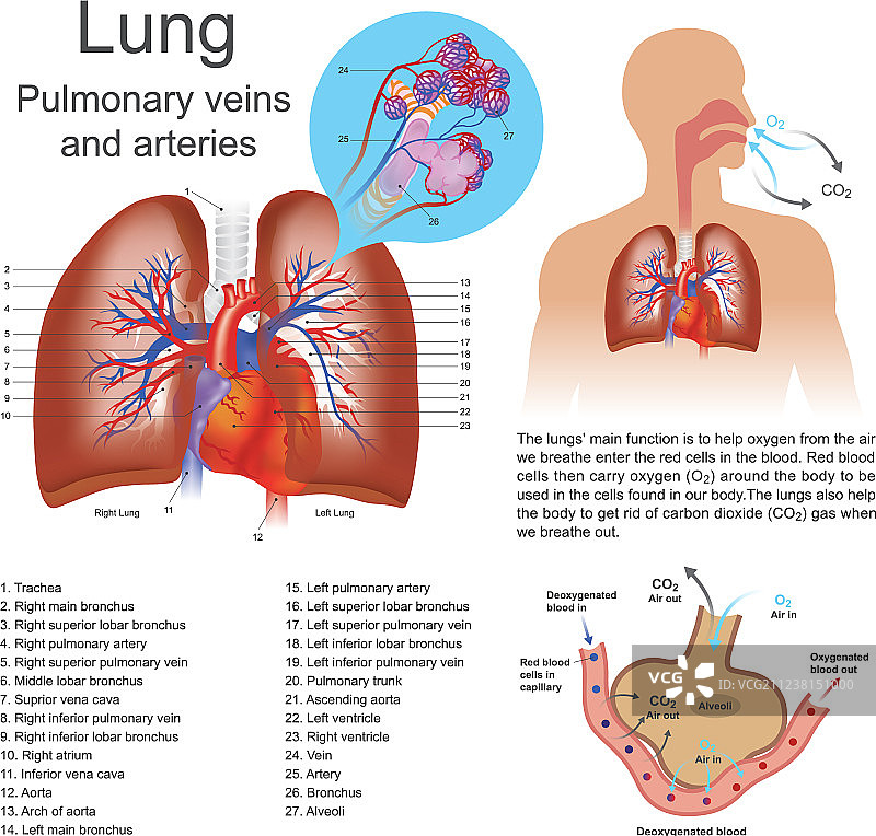 肺部肺静脉和动脉图片素材