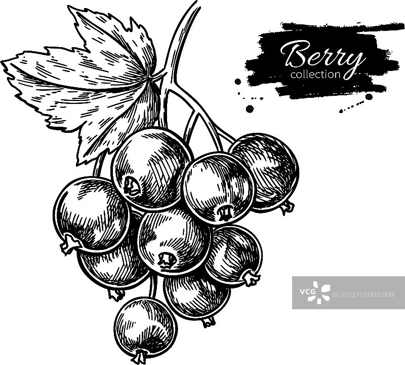 孤立的黑醋栗绘画图片素材