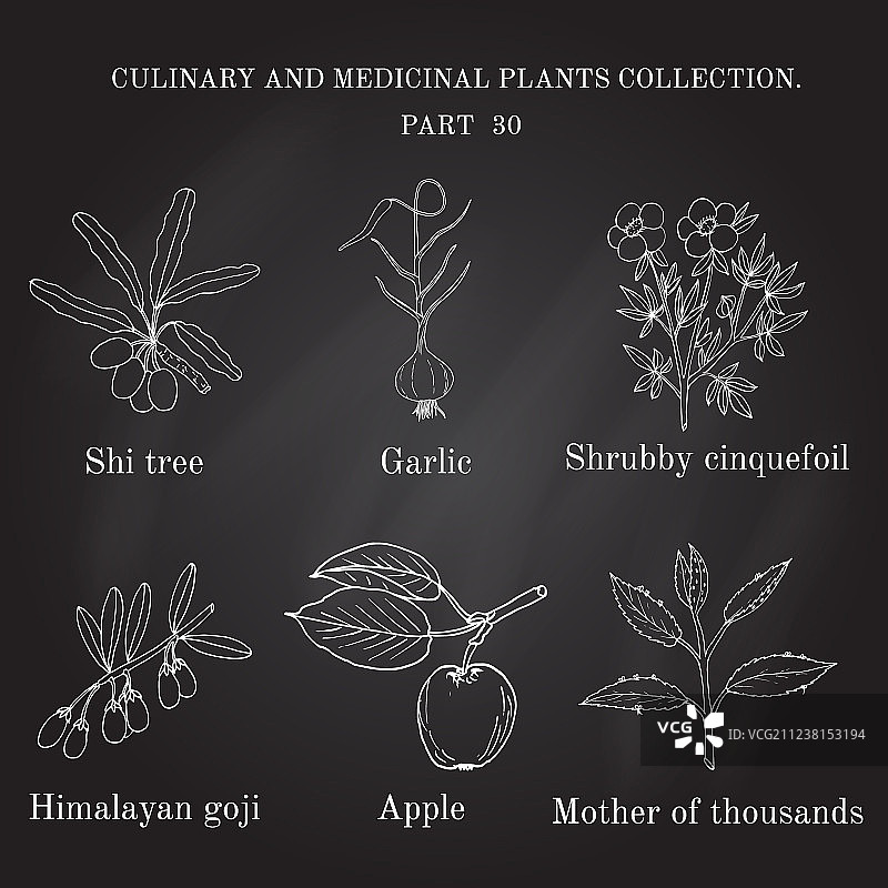 手绘复古草药收藏图片素材