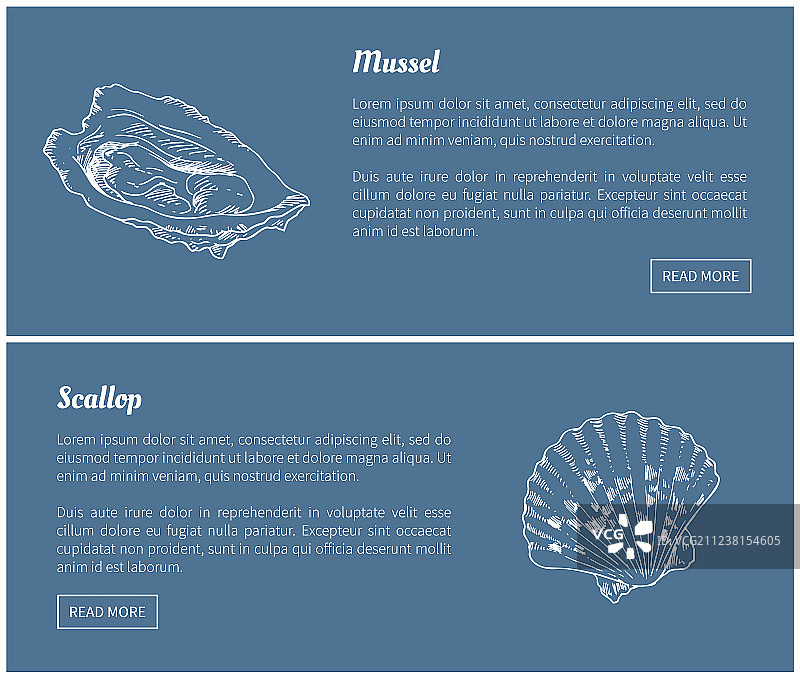 贻贝和扇贝复古插画图片素材