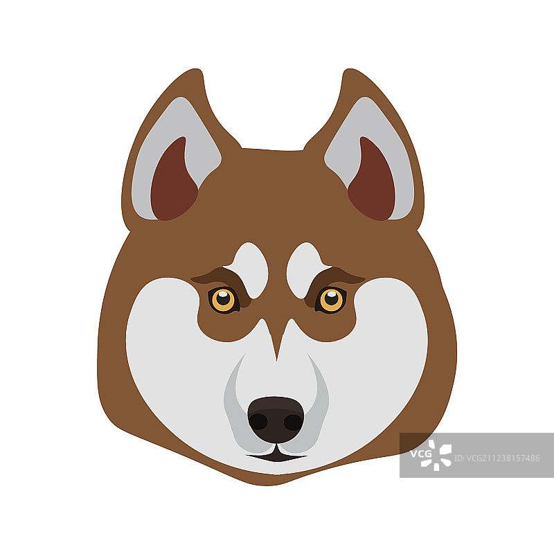 西伯利亚哈士奇犬品种特写，狗，已隔离图片素材